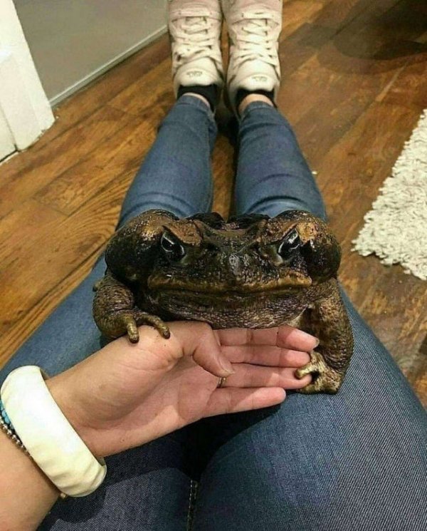 Огромная тростниковая жаба