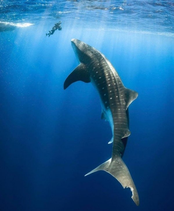 Размер китовой акулы по сравнению с дайвером