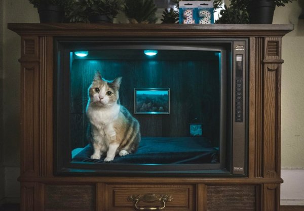 Переделал старый телевизор под спальню для кота и подарил ему на день рождения