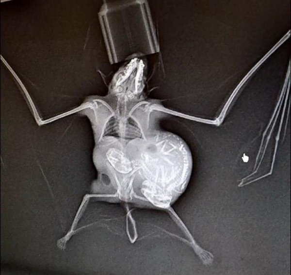 Рентген беременной летучей мыши
