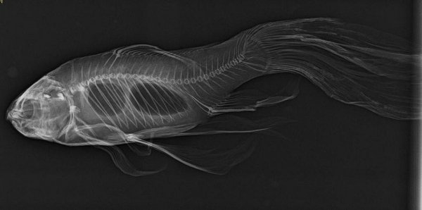 Рентген золотой рыбки