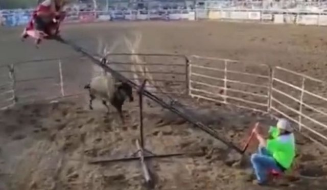 Необычное и опасное развлечение с быком