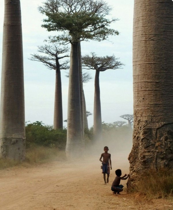 Баобабы на Мадагаскаре
