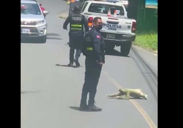 Важная полицейская операция: правоохранители перекрыли дорогу, чтобы ленивец смог ее перейти