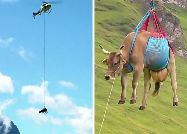 Кстати, иногда коров доставляют на высокогорные пастбища на вертолетах