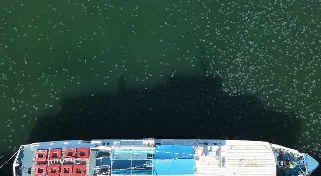 Тысячи корнеротов захватили одесский морской вокзал
