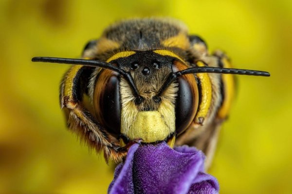 Дремлющая пчела