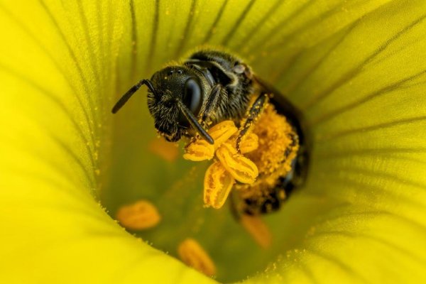 Пчела в пыльце