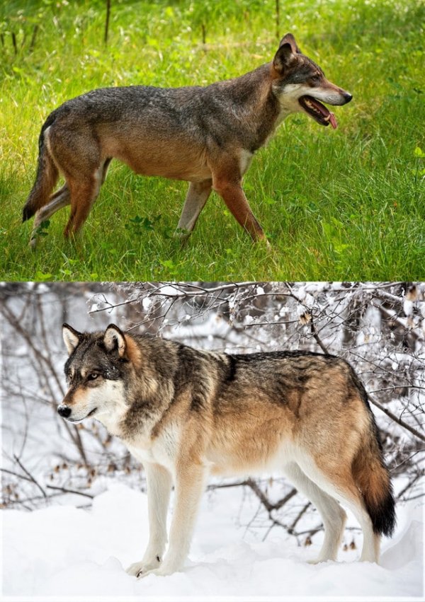 Шкура волка летом и зимой