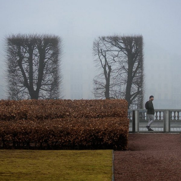 Сфотографировал хорошо подстриженные деревья и кусты в тумане, создающие композицию в стиле Мондриана