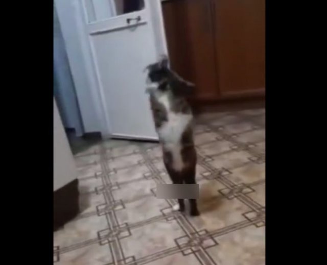 Кот, который очень странно ходит