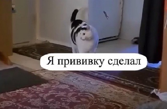 Оперштаб Подмосковья показал ролик с котом, призывающим вакцинироваться, где был мат