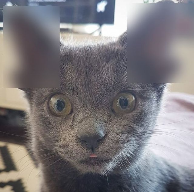 В Турции нашли котенка с четырьмя ушами