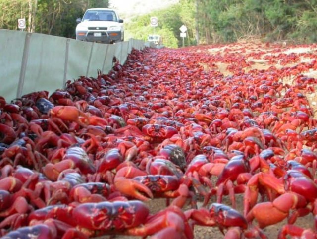 Тысячи красных крабов заполонили дороги, мосты и почти весь остров Рождества в Австралии