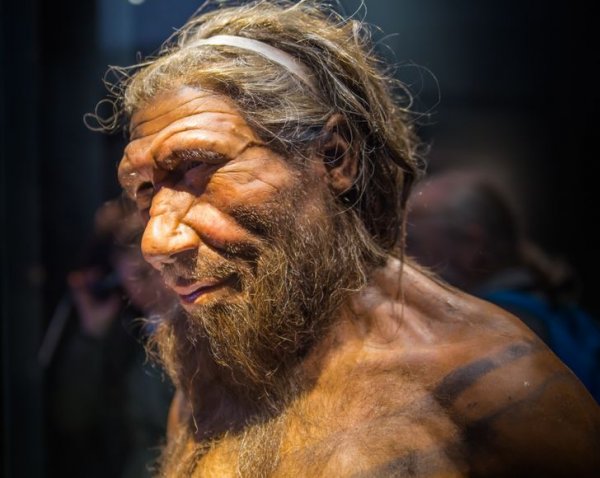 Устоявшийся стереотип, что неандертальцы были сутулыми, — неправда. Просто первый неандерталец, чей скелет воссоздали ученые, страдал артритом