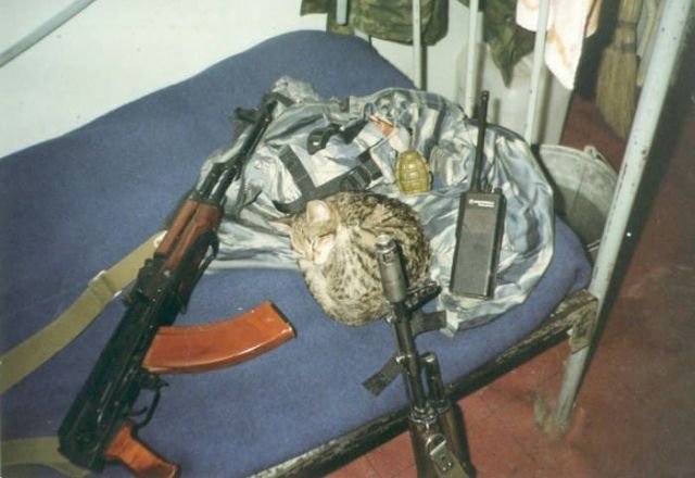 Кошка Нохча, питомец Калиниградского СОБРа, отдыхает.Гудермес, Чечня, 1995 год.