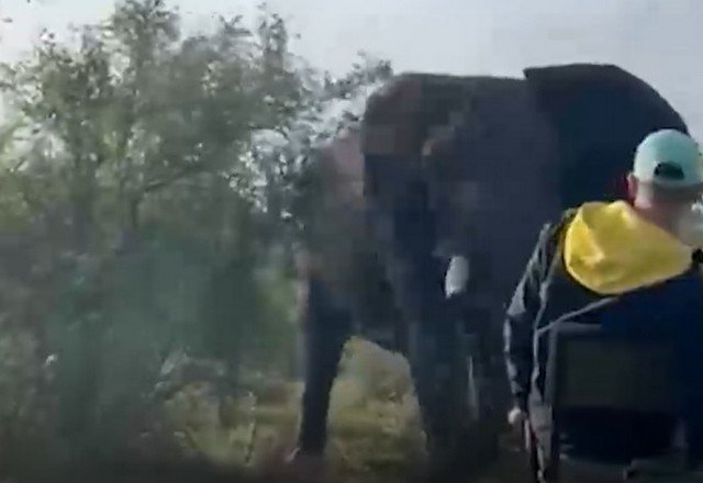 Слон напал на джип со студентами во время сафари на юге Африки