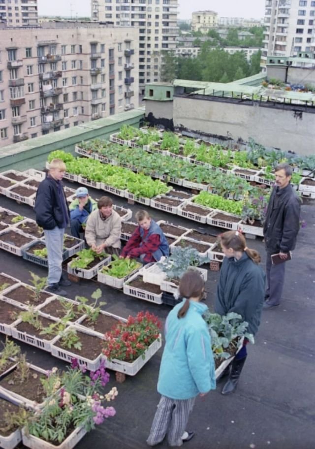 Стихийный огород на крыше дома в Санкт-Петербурге, 1997 год.