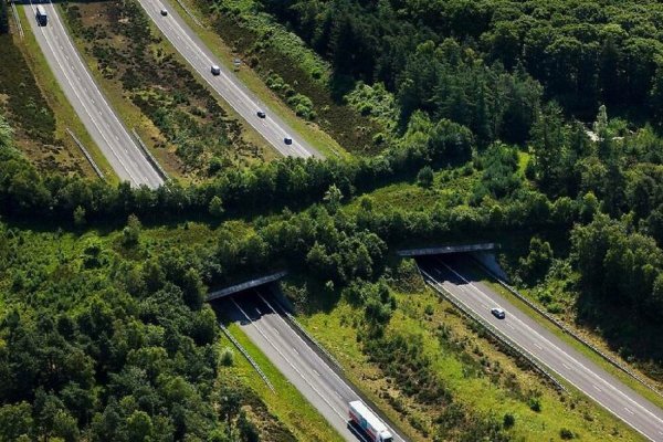 Экодук в Нидерландах, который позволяет животным безопасно перейти дорогу