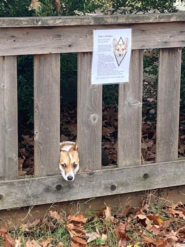 Знак у соседей на заборе сообщает, что их собачку можно гладить