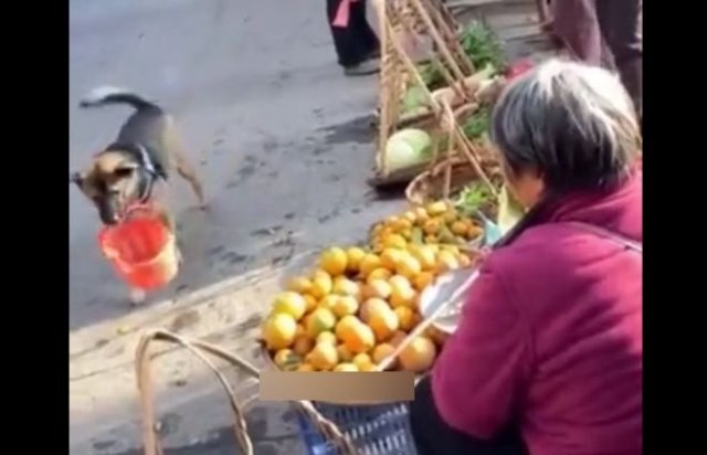 Умный и милый пес пришел на рынок, точно зная, какой апельсин он хочет купить