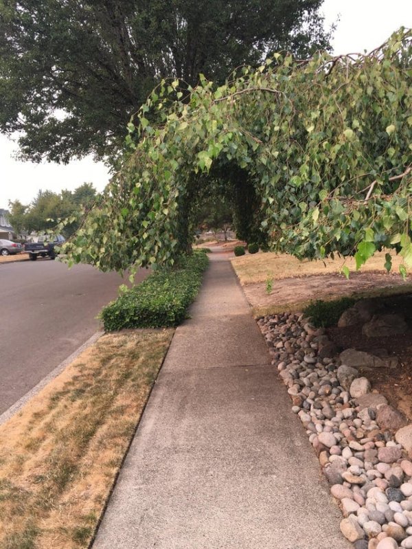 Сосед придумал, как сохранить это дерево