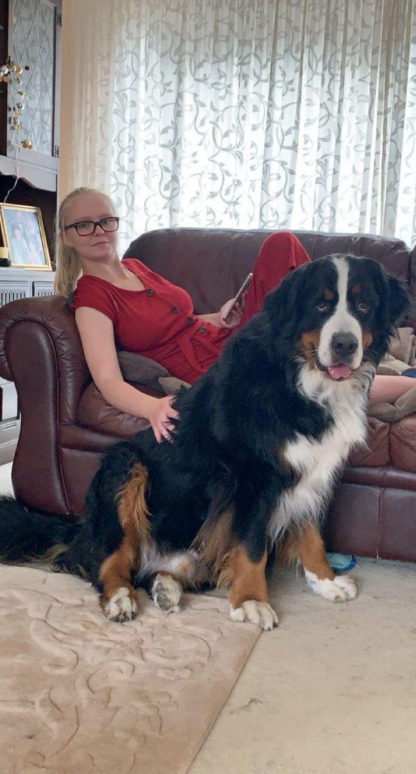 Собака, которая весит 63,5 кг