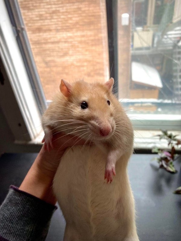 Огромная крыса по имени Сесил. Он весит 680 грамм.