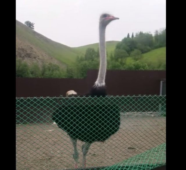 Типичная проблема человека, занимающегося разведением страусов
