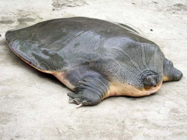 Мягкотелые черепахи большую часть времени лежат неподвижно
