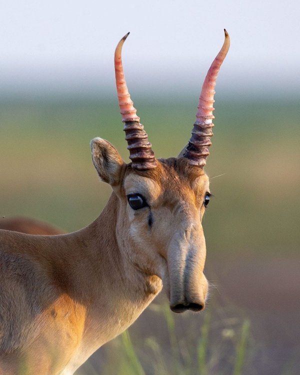 Сайгак. Пожалуй, самая необычная антилопа в мире.