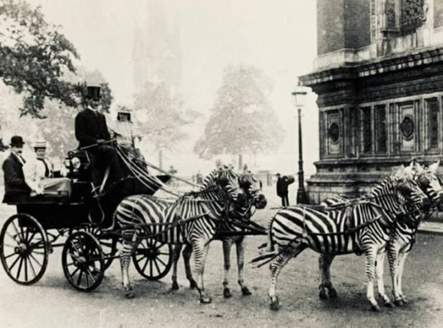 Экипаж Уолтера Ротшильда, запряженный зебрами. Лондон, 1898 год.