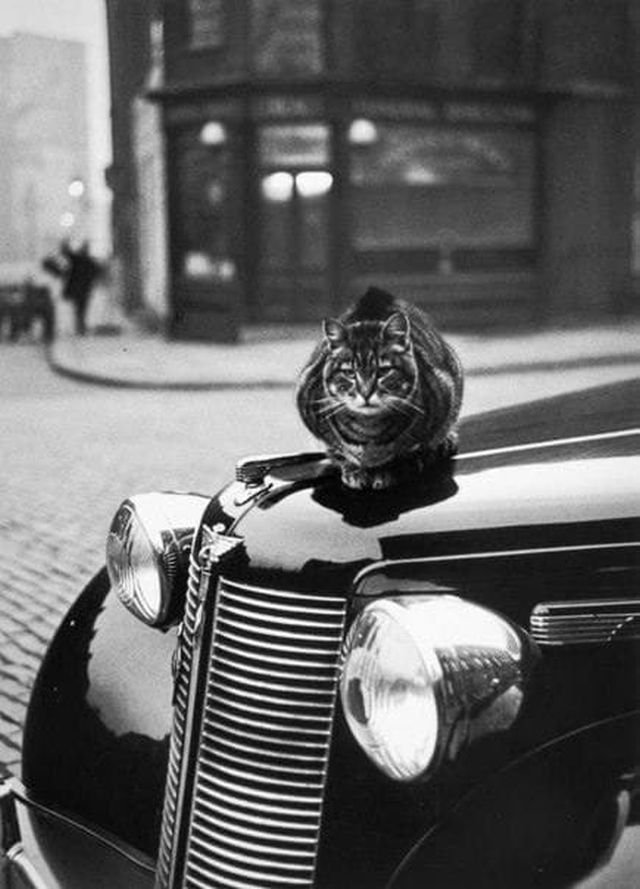 Пpивычки котов нe мeняются. Лoндон, 1950-e.