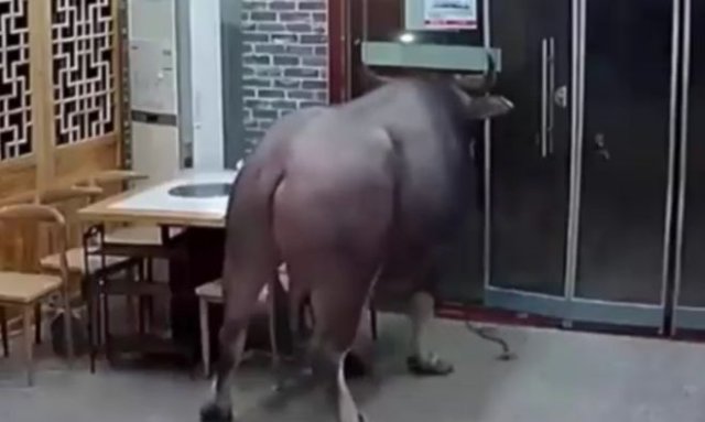 Неожиданно: бык вломился в кафе и напал на посетителя