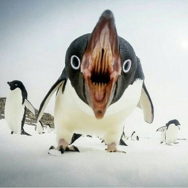Всего лишь добрый пингвин