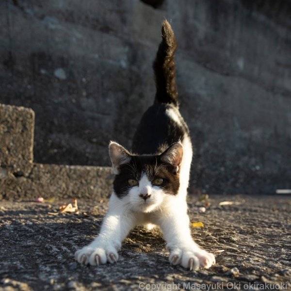 Мир котов глазами японского фотографа Масаюки Оки