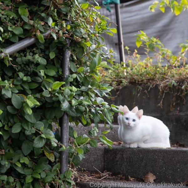Мир котов глазами японского фотографа Масаюки Оки