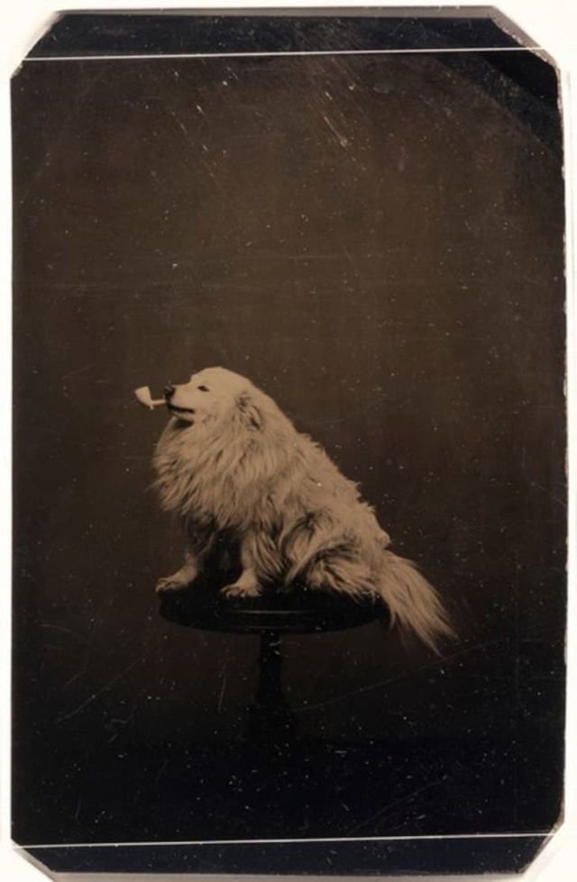 Забавные и дурацкие фотографии с животными стали делать еще в 1875 году.