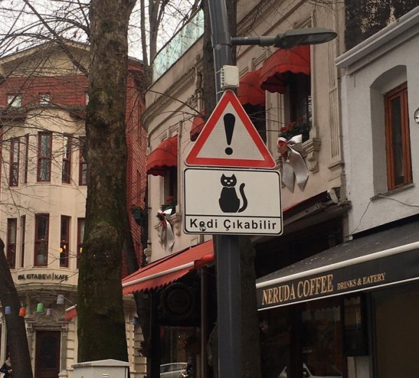 В Турции есть знаки, предупреждающие о том, что на дорогу часто выходят кошки