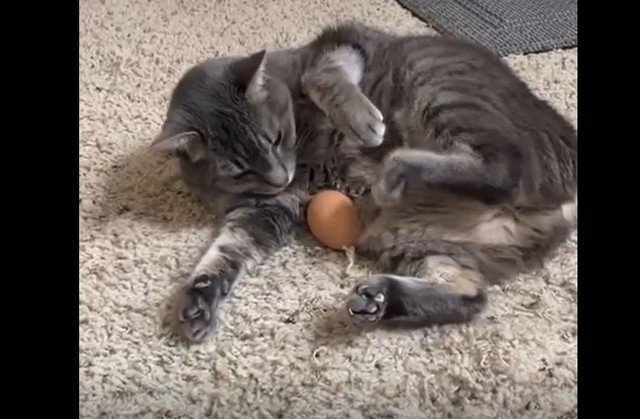 Вопрос дня: что будет, если коту дать яйцо
