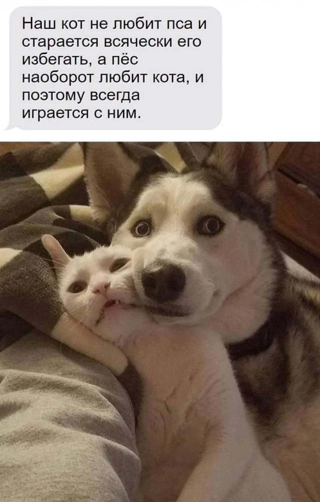 Шерстяные шутки и мемы