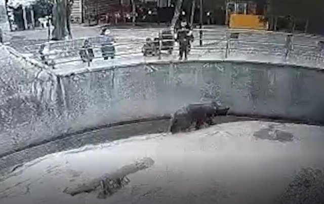В зоопарке Ташкента мать бросила трехлетнюю девочку в вольер к медведю