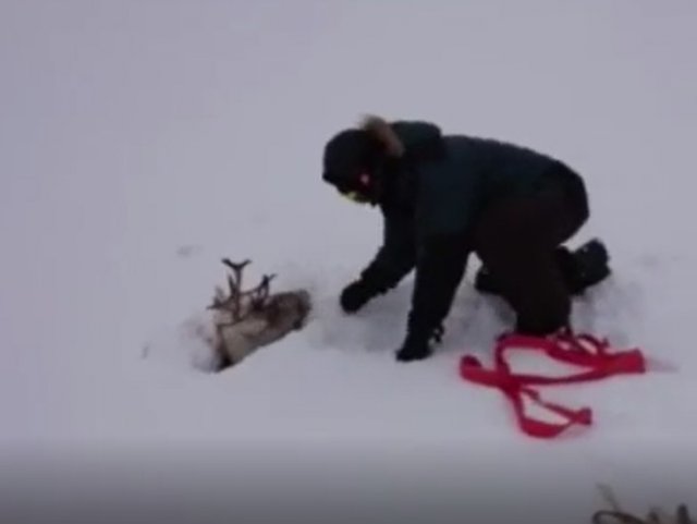 В Ижме местные жители спасли оленя, который увяз в болоте и снегу - его друг ходил рядом и смотрел
