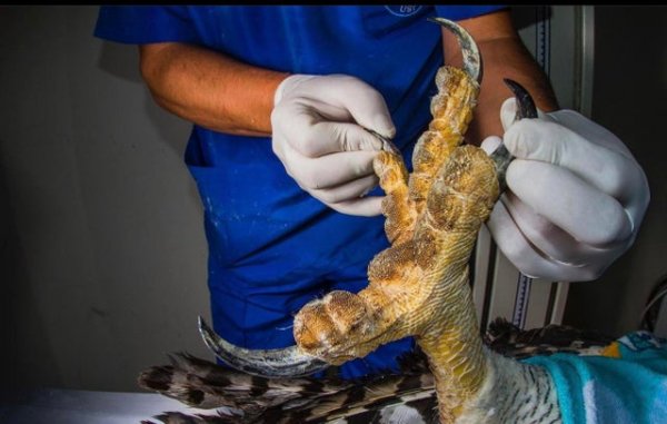 Ветеринар держит коготь орла-гарпии