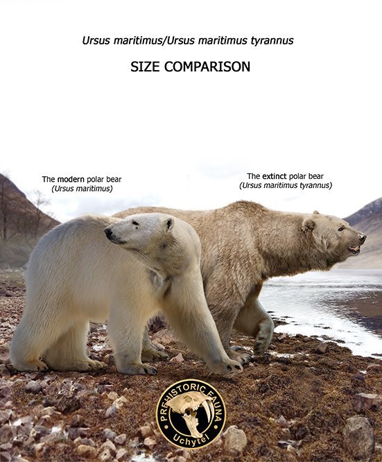 Белый медведь и вымерший гигантский белый медведь