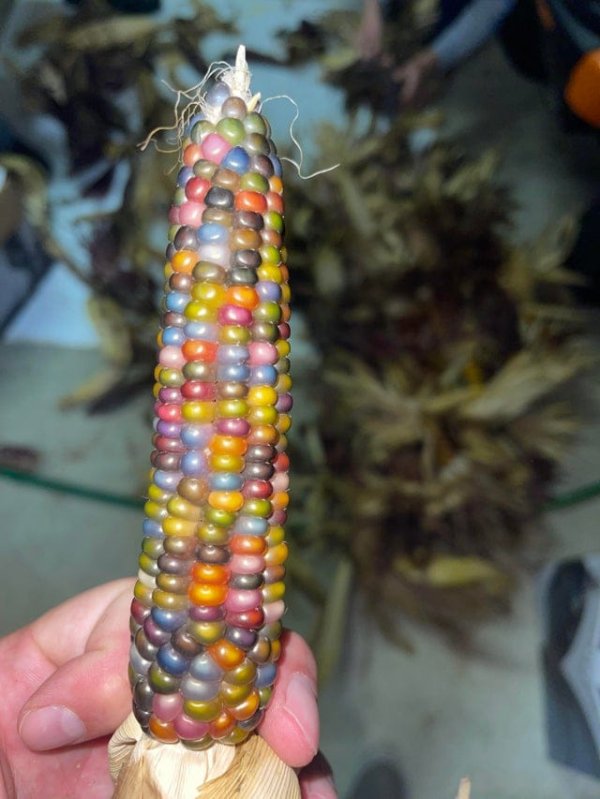 Мой папа выращивает индийскую кукурузу
