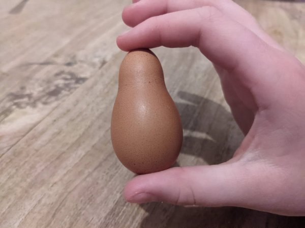 Куриное яйцо