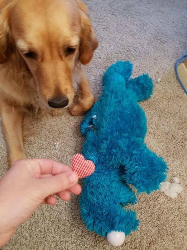 Моя собака разорвала игрушку, а внутри нашлось сердечко