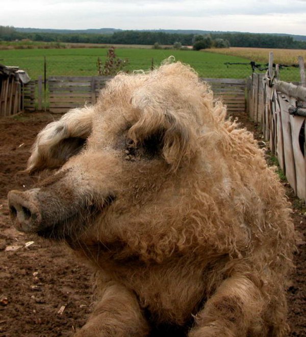 Мангалица, венгерская порода свиней, единственная в мире способна отращивать пушистую шерсть, как у овец