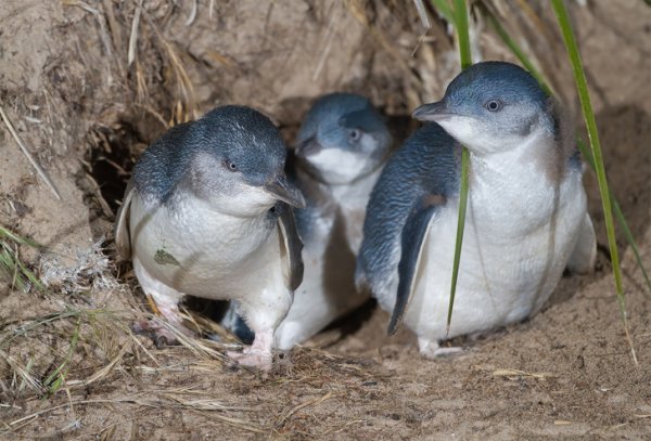 Это самые маленькие пингвины, высотой около 33–43 см. Из-за окраса и размера в Австралии их называют сказочными